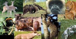 fauna1