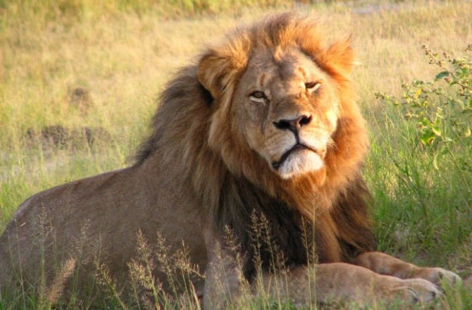 O leão Cecil e o mundo estranho em que vivemos