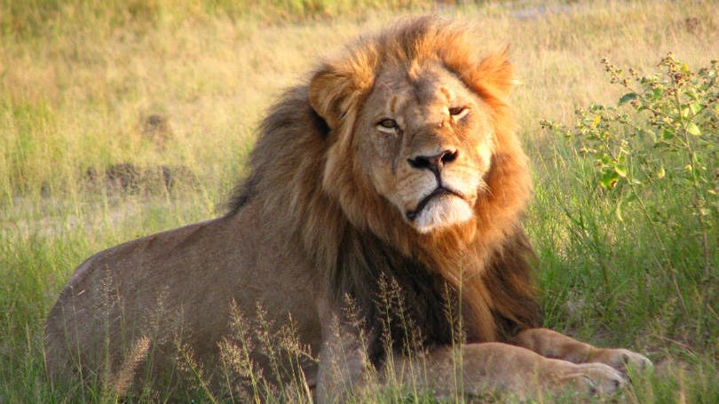 O leão Cecil e o mundo estranho em que vivemos